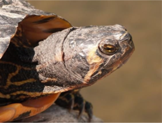 Trachemys scripta scripta