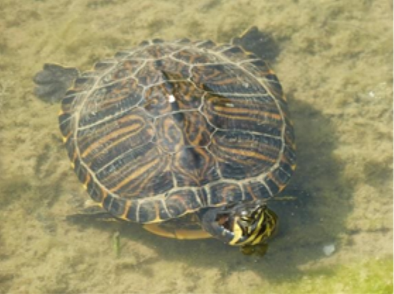 Trachemys scripta scripta