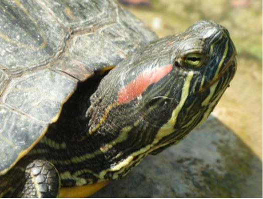 Trachemys scripta elegans