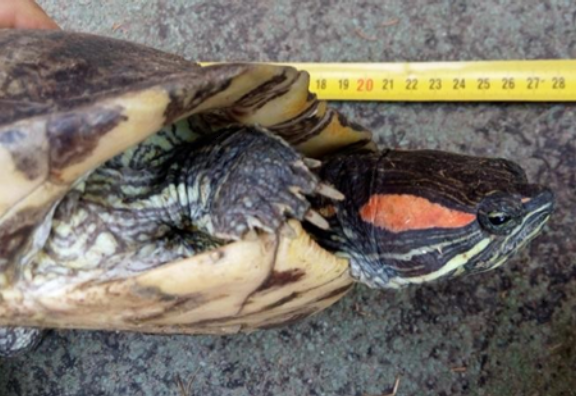 Trachemys scripta elegans