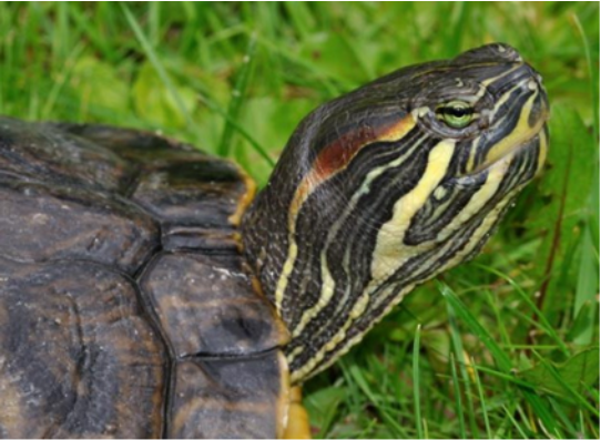 Trachemys scripta trostii